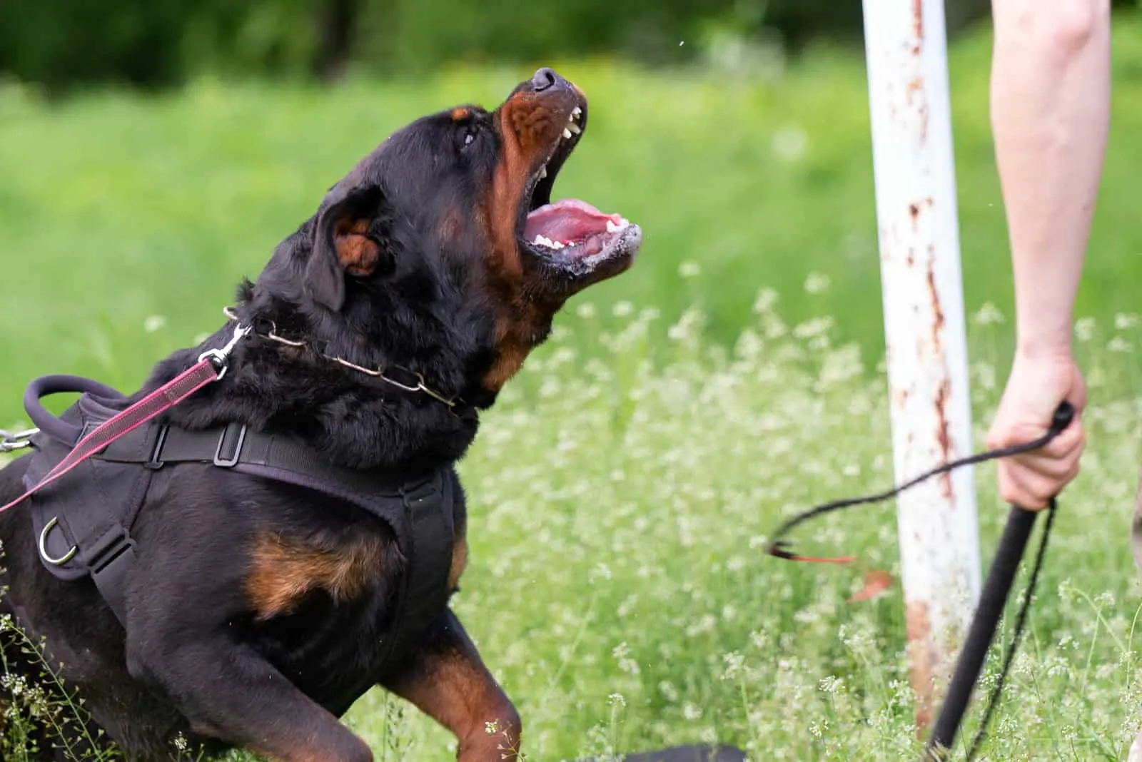 Rottweiler guard dog on training