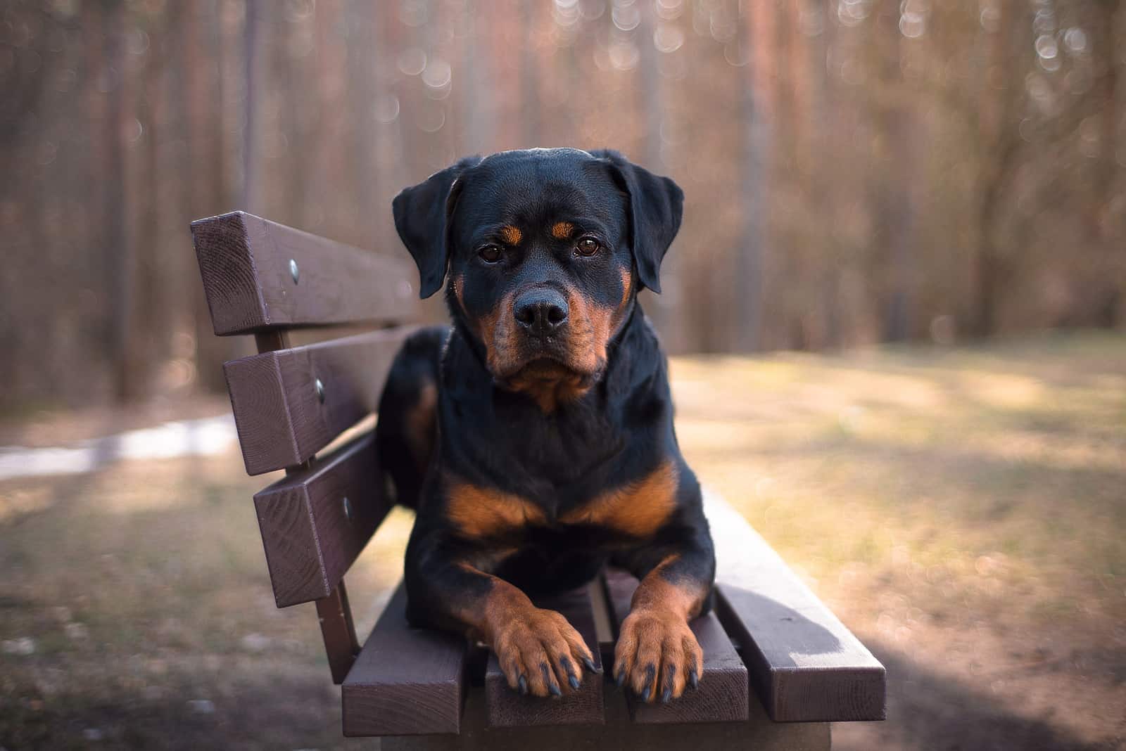 Rottweiler is lying on the bench