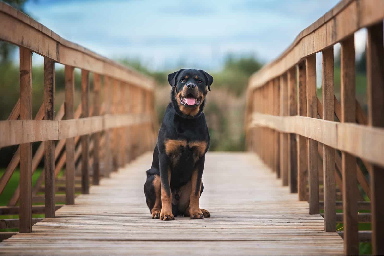 Rottweiler is sitting on the bridge