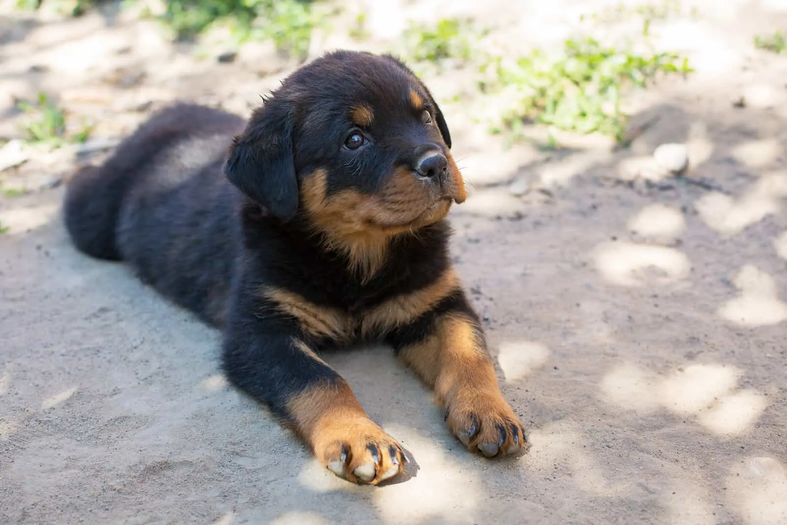 Rottweiler lay down and looked around