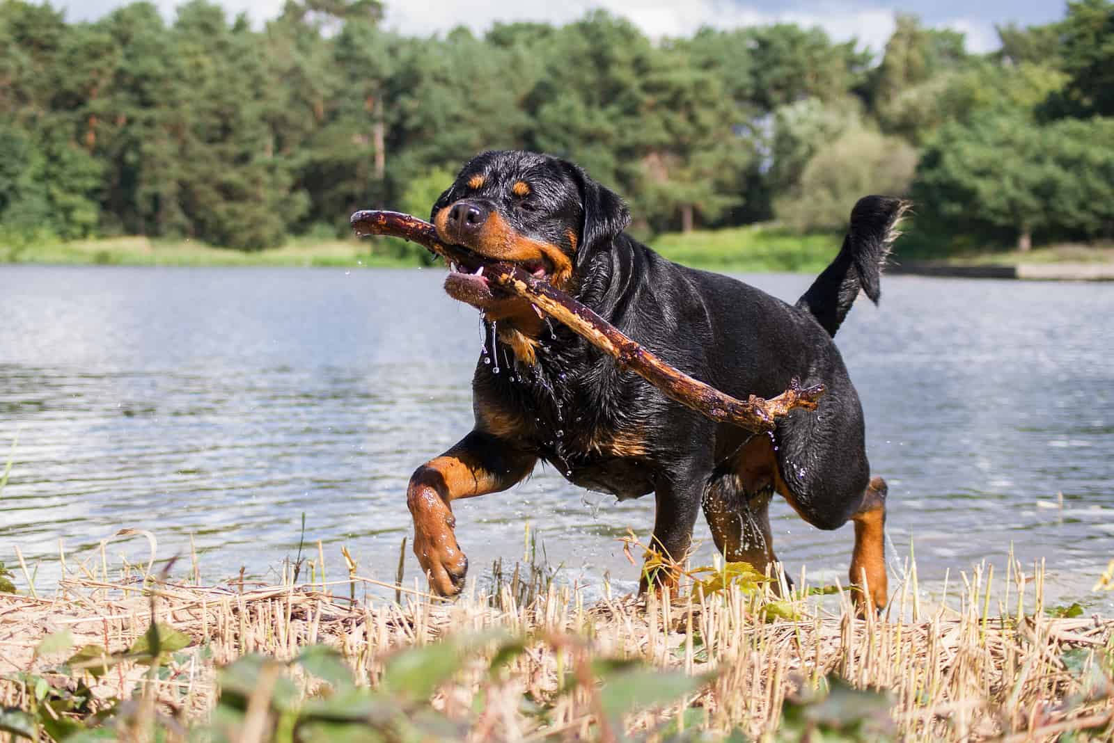 Rottweiler runs and carries a branch in his mouth