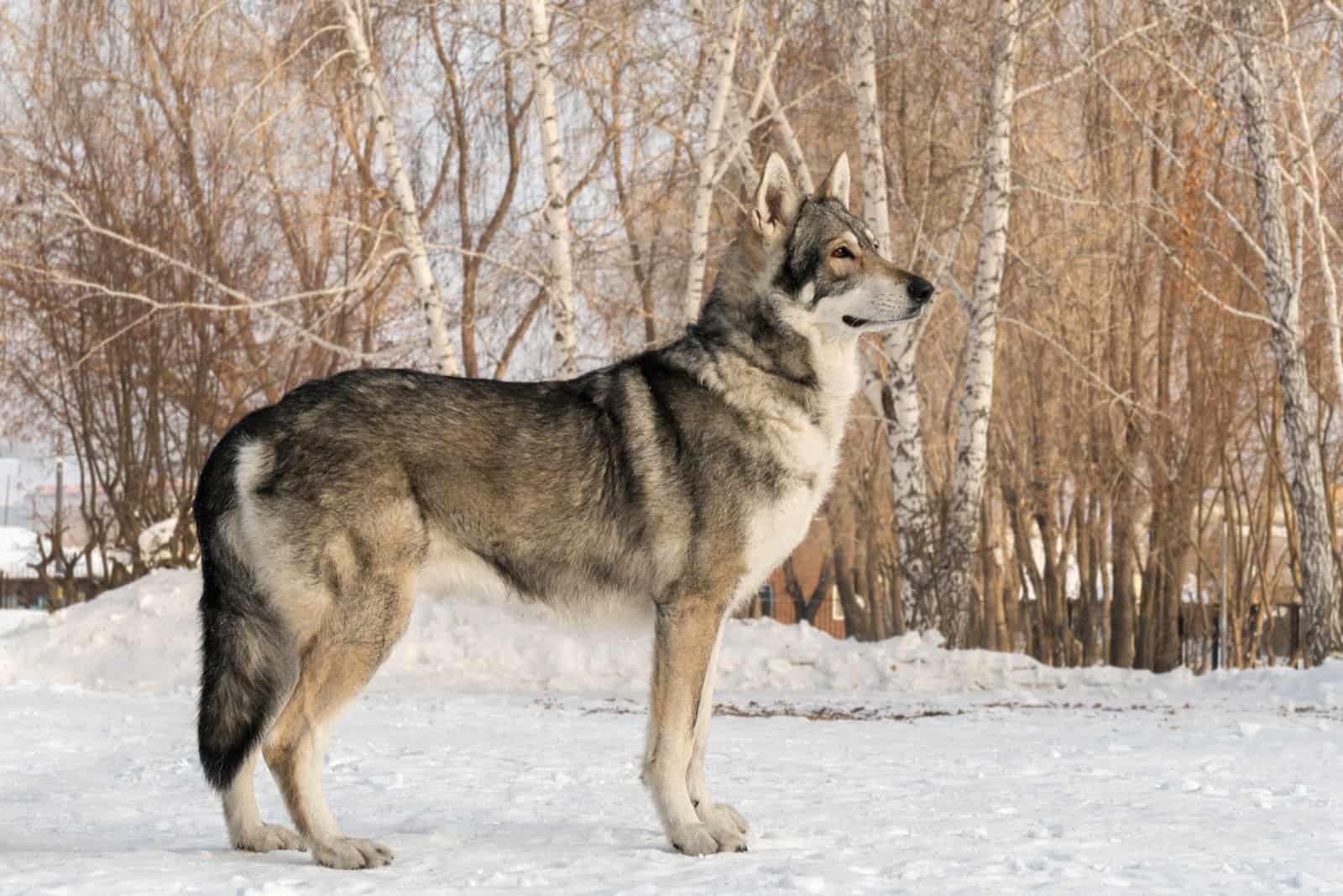 Saarloos Wolfdog