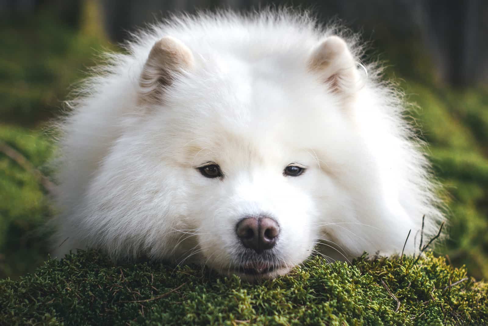 Samoyed lying on grass