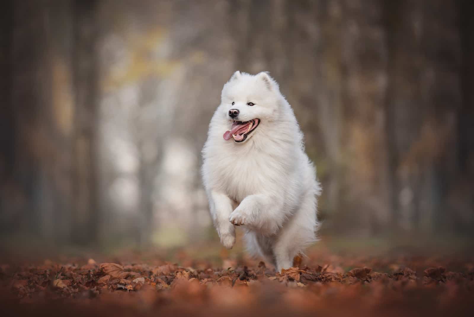 Samoyed running outside