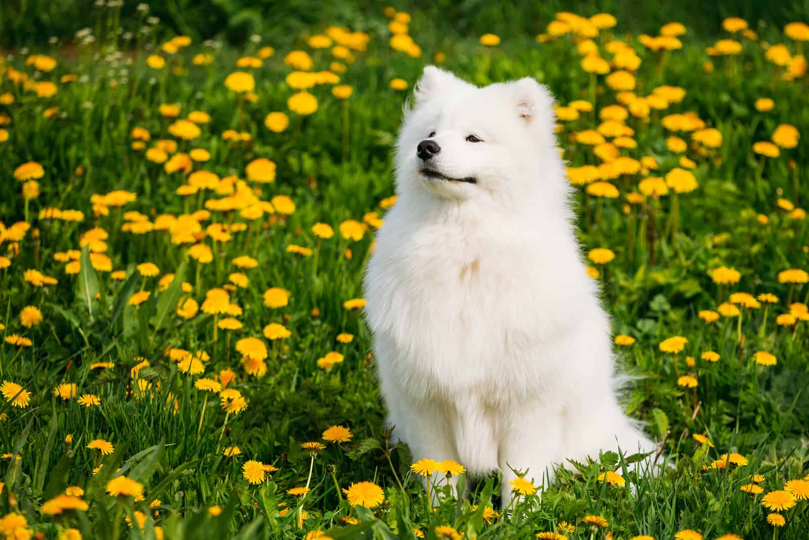 Samoyed sitting in field of flowers