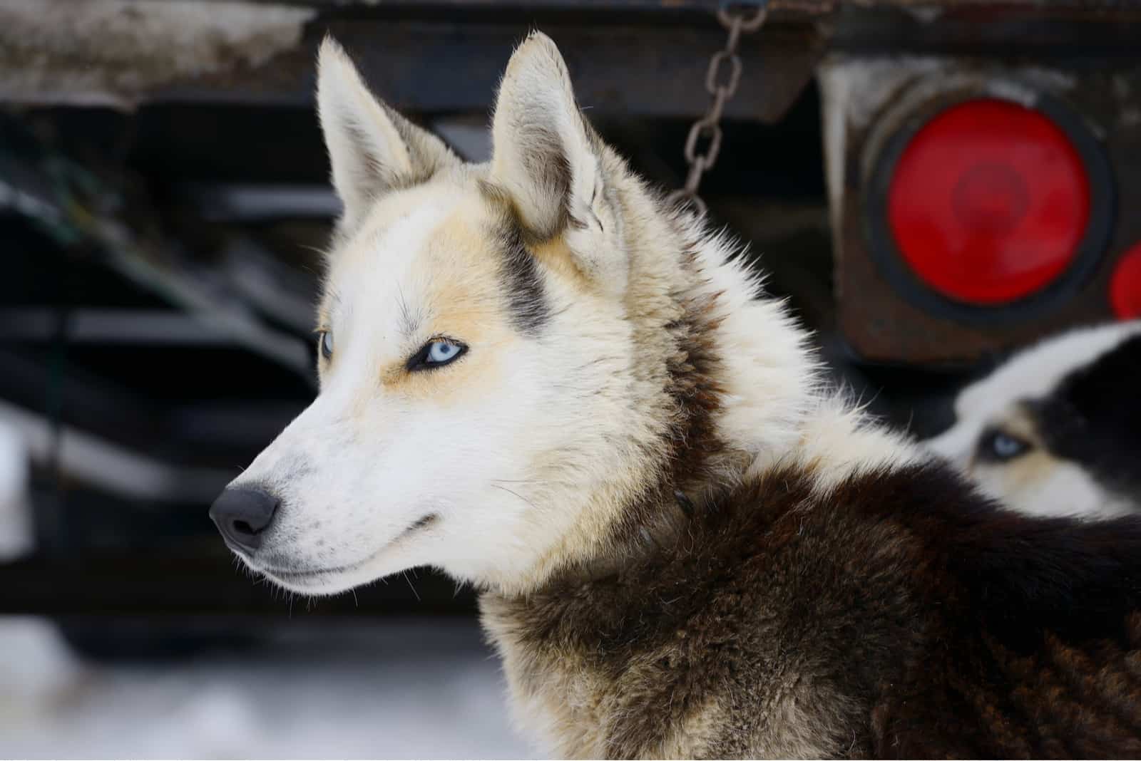 Seppala Siberian Sleddog