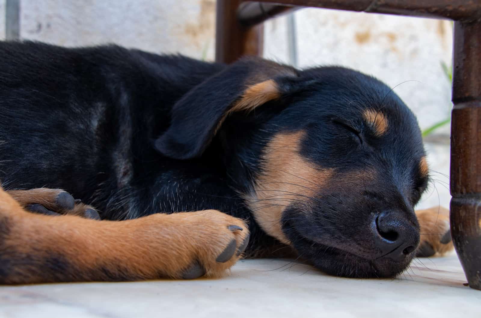 Sheprador puppy sleeping