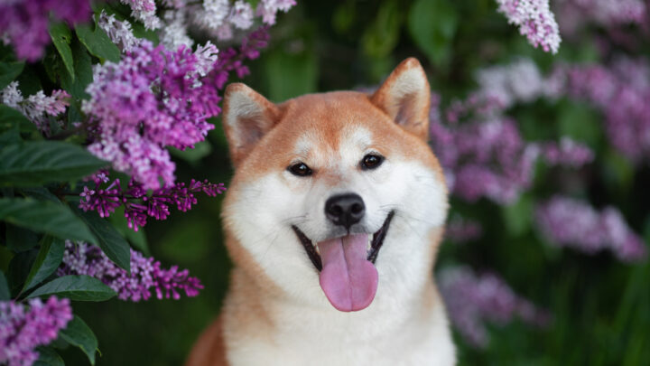 Shiba Inu Breeders In Florida: Top 5 Breeders In This State
