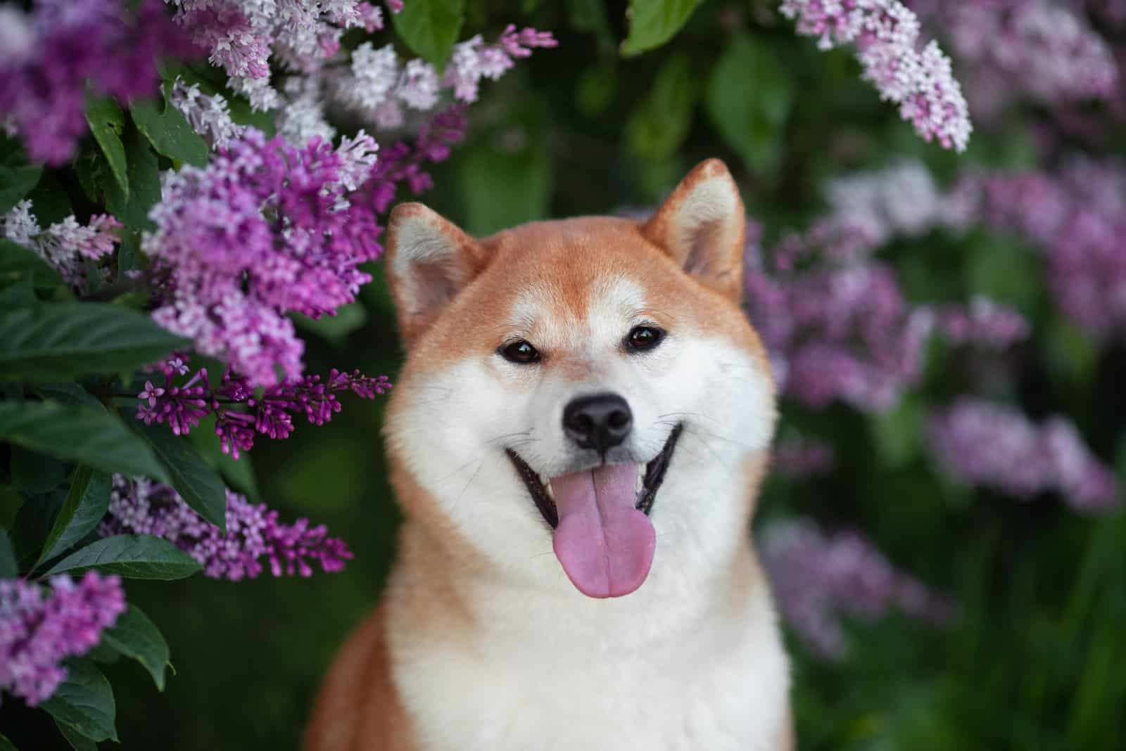 shia inu posing in front of flowers