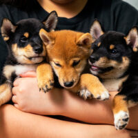 shiba inu puppies