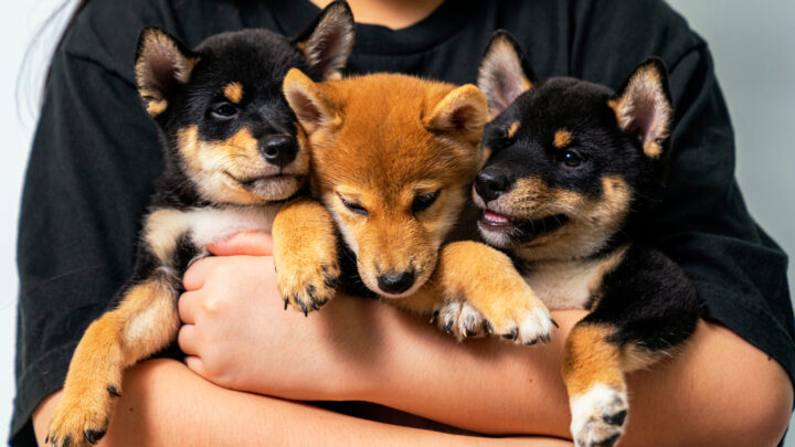 Shiba Inu Breeders In Ontario: 5 Best Choices (2022)