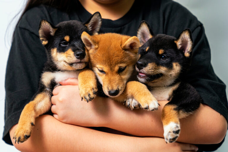 shiba inu puppies