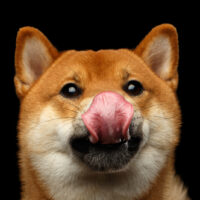 shiba inu licking mouth