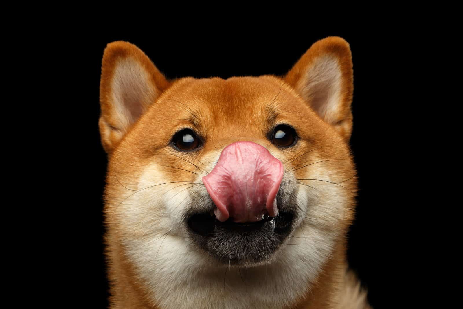 Shiba Inu Feeding Chart – What The Ideal Dog Diet Looks Like