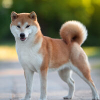 Shiba Inu stands and looks in front of him