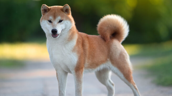 Shiba Inu Growth Chart: How Big Will My Shiba Inu Get?