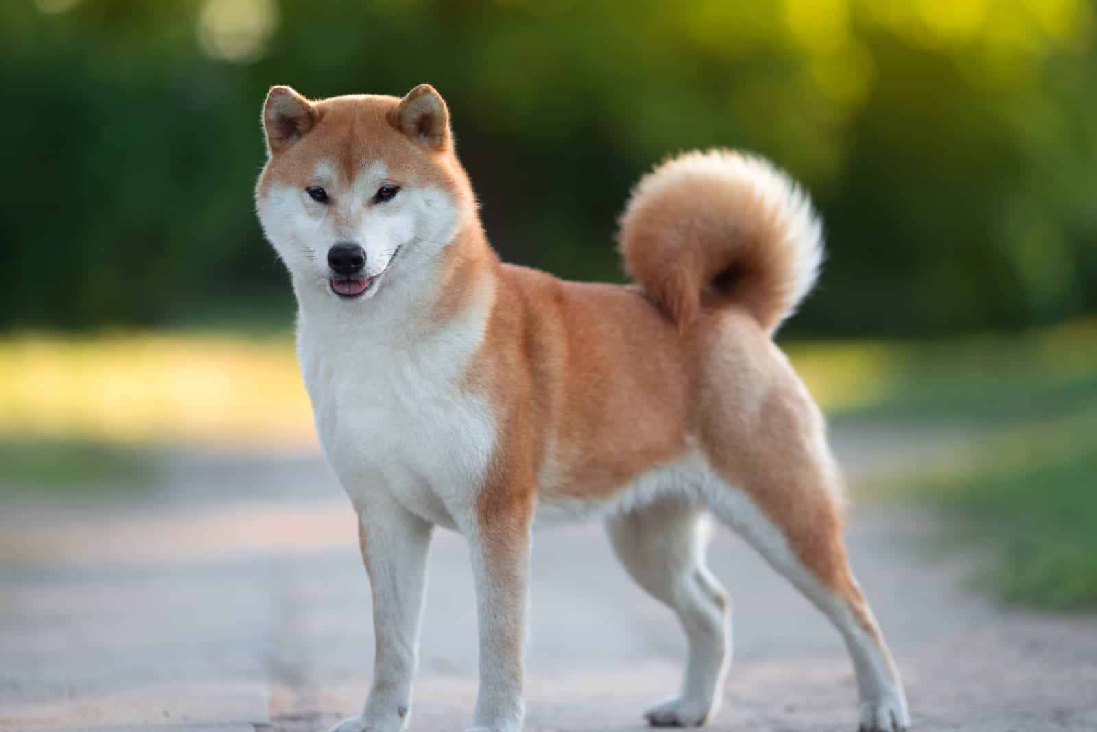 Shiba Inu stands and looks in front of him