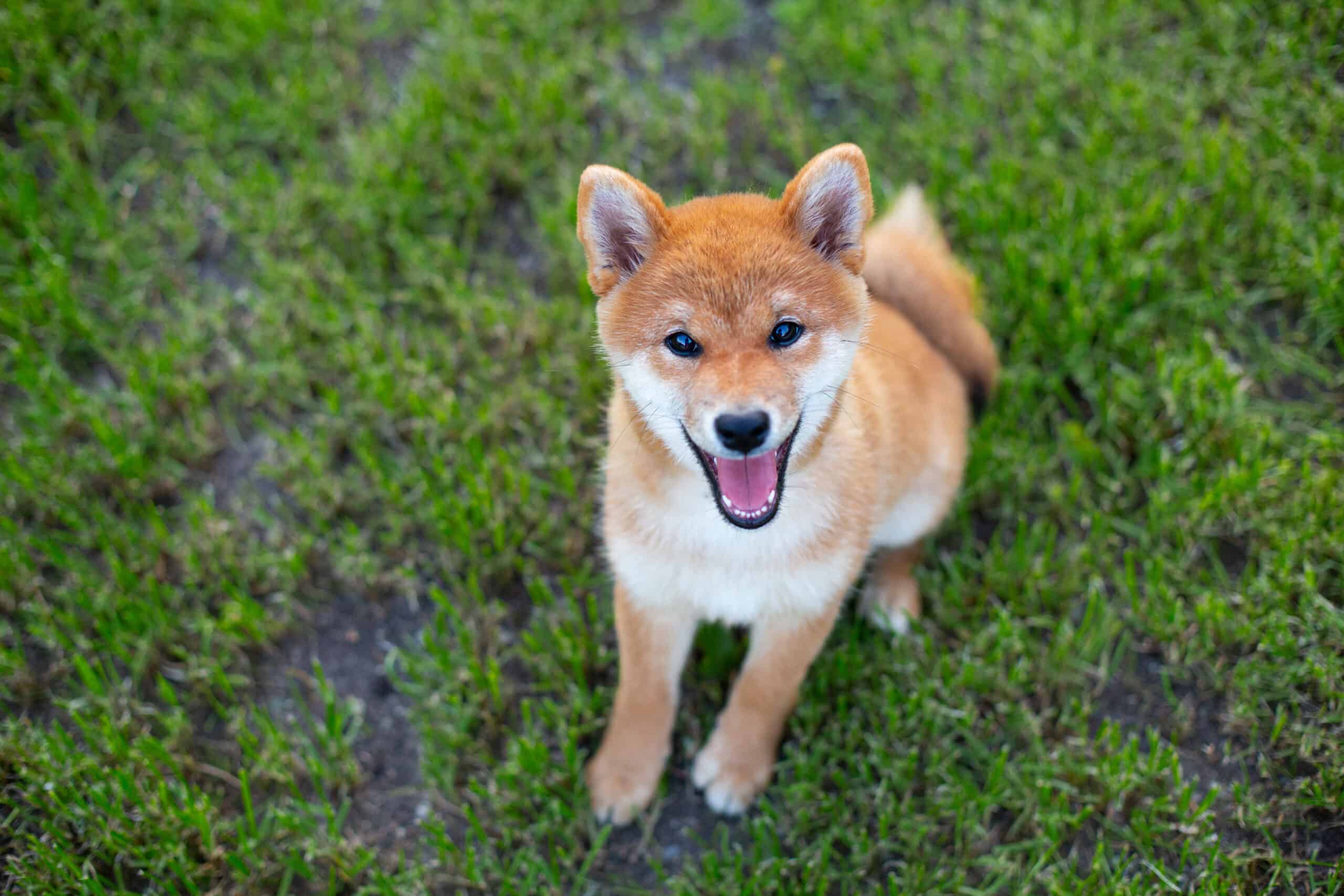 Close-up,Portrait,Of,Beautiful,And,Happy,Red,Shiba,Inu,Puppy
