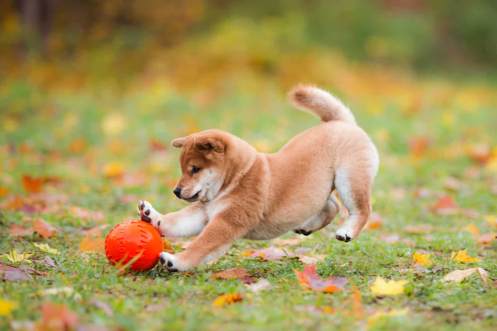 Shiba Inu plays with a ball in the garden