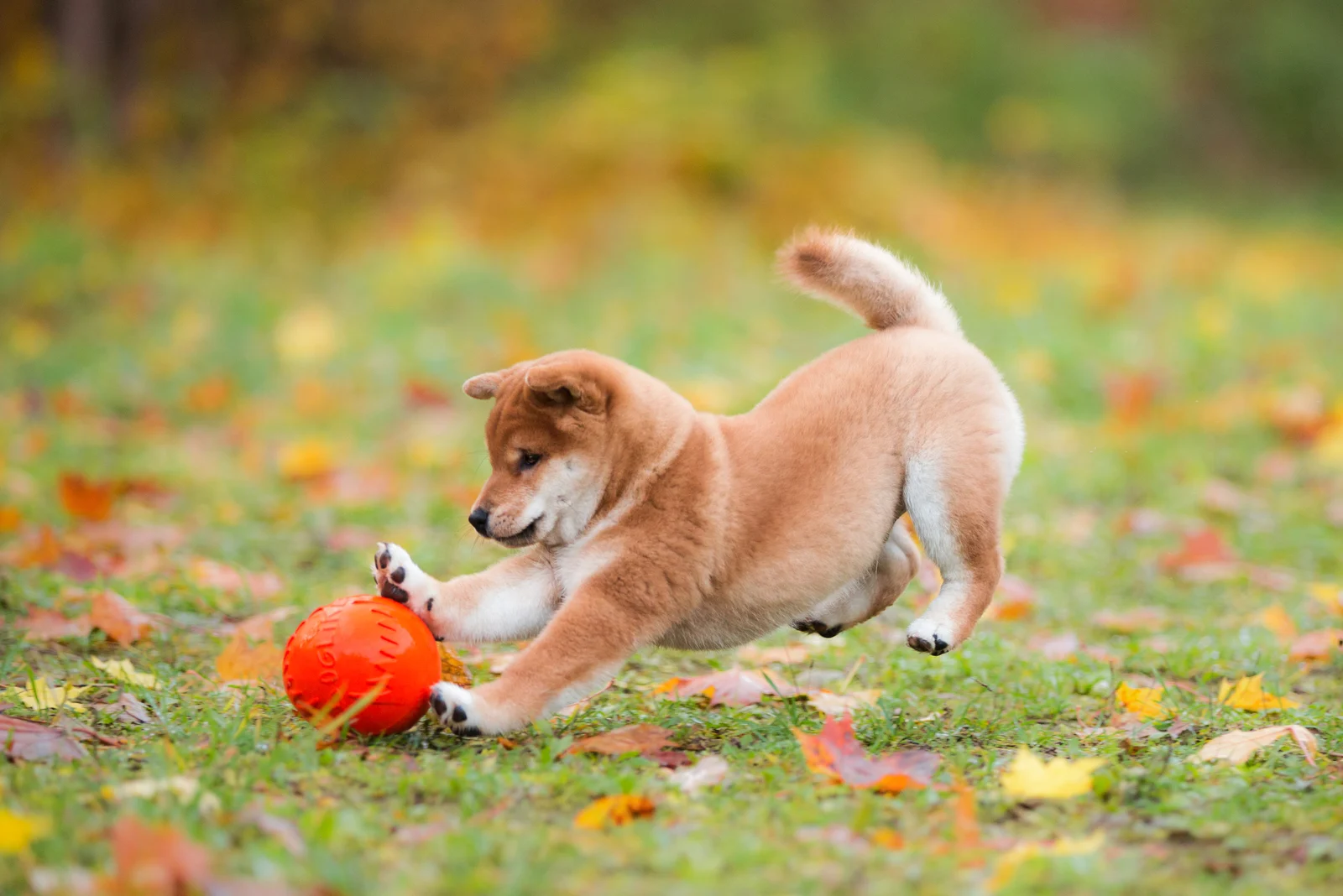 Shiba Inu plays with a ball in the garden