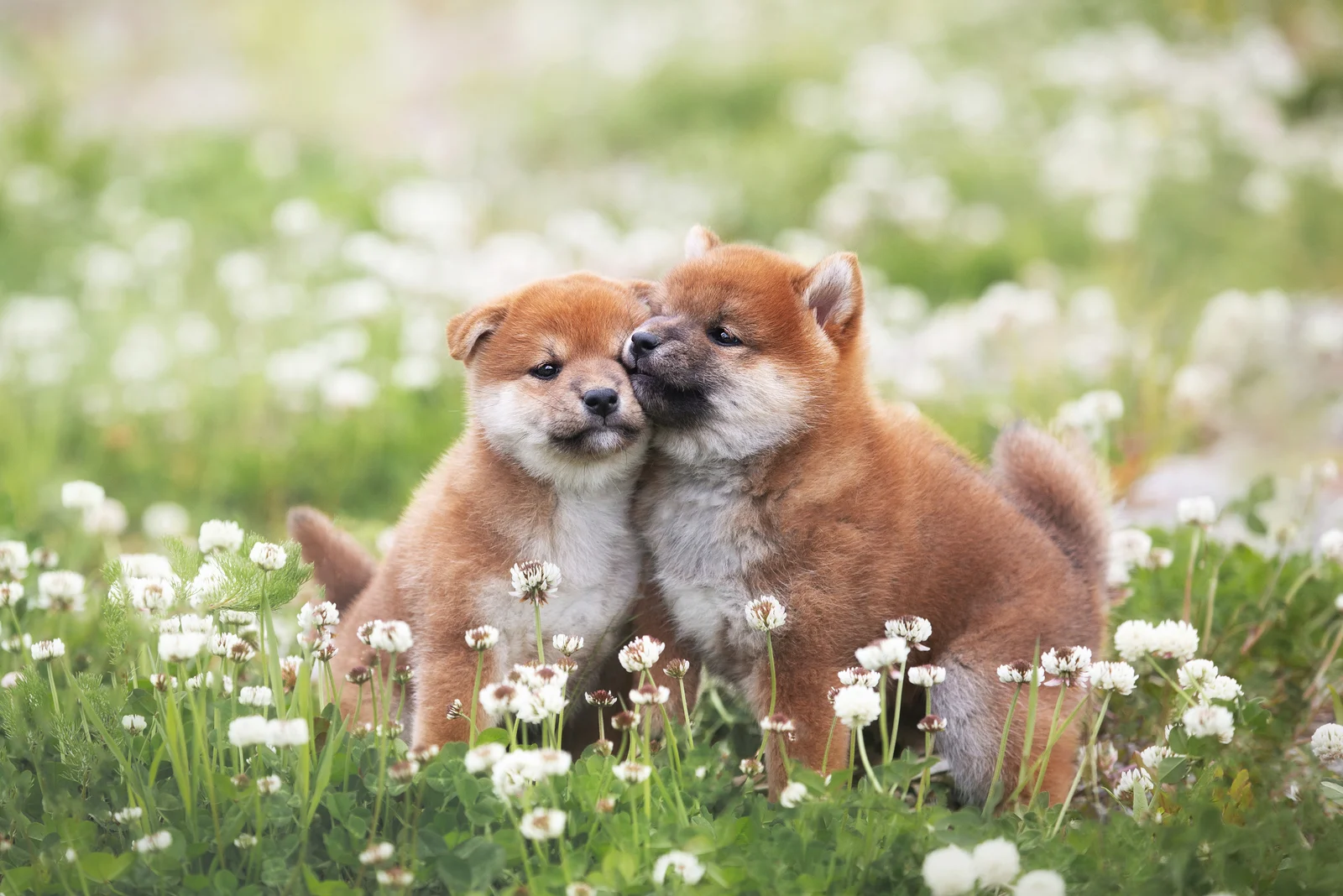 Shiba Inu puppies are playing in the garden