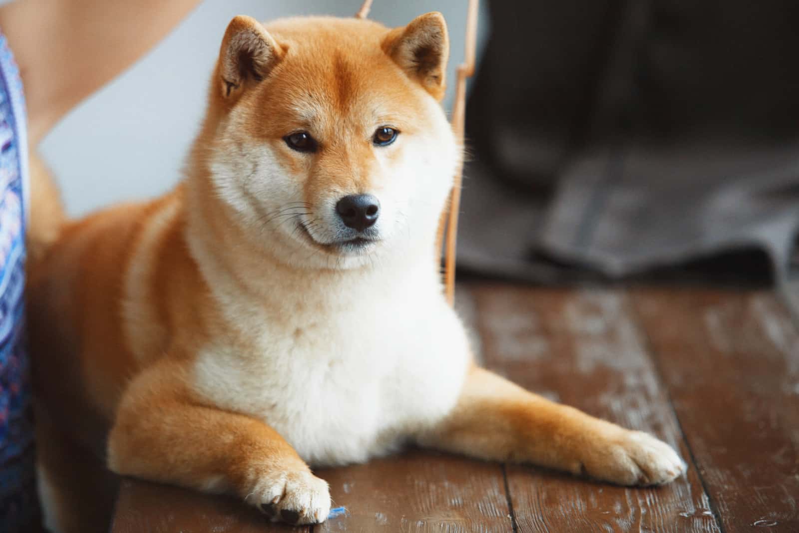 Shiba Inu puppy lies on a wooden base