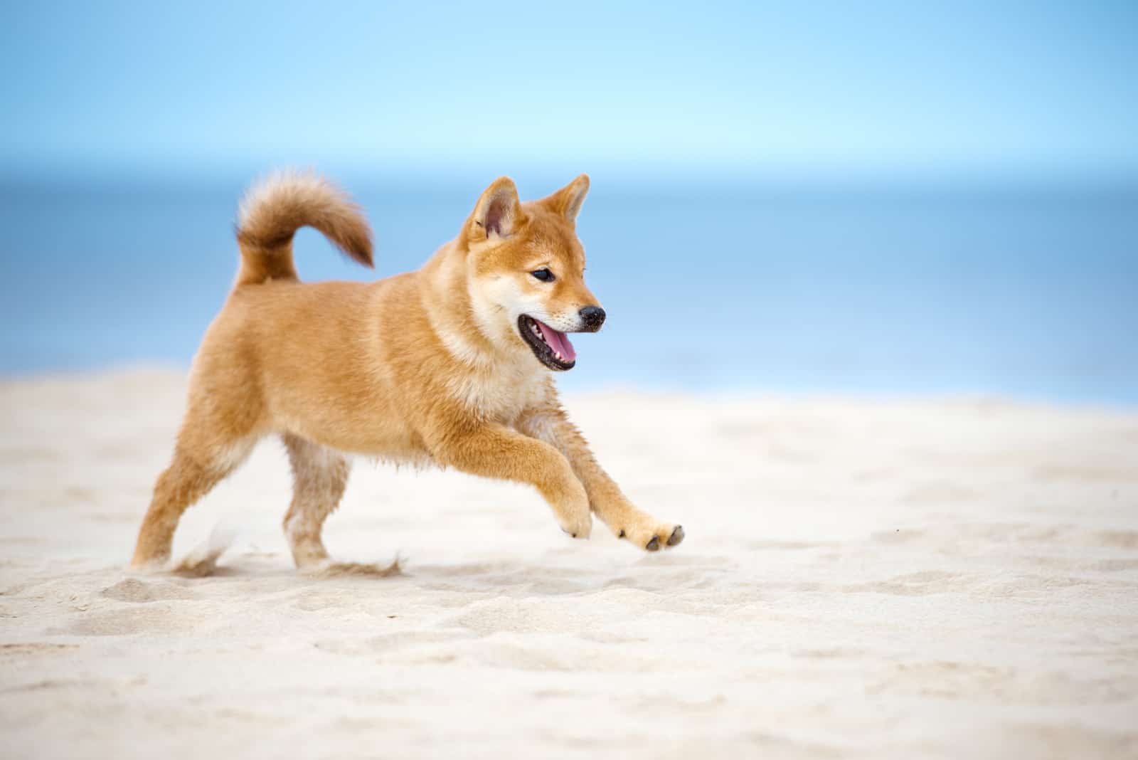 Shiba Inu puppy runs along the beach