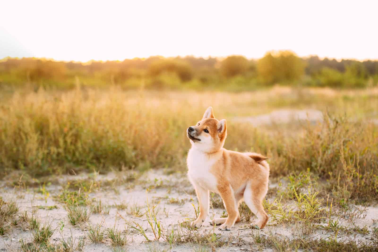 Shiba Inu puppy stands in the field