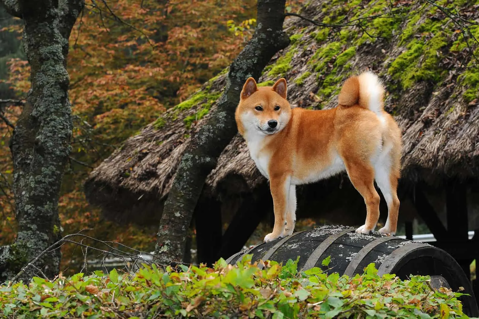 Shiba Inu stands on the barrel and looks around