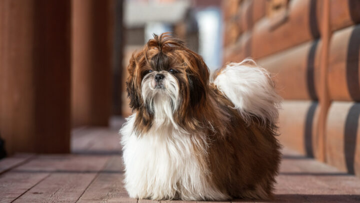 Shih Tzu Breeders In Ohio: Top 8 Choices