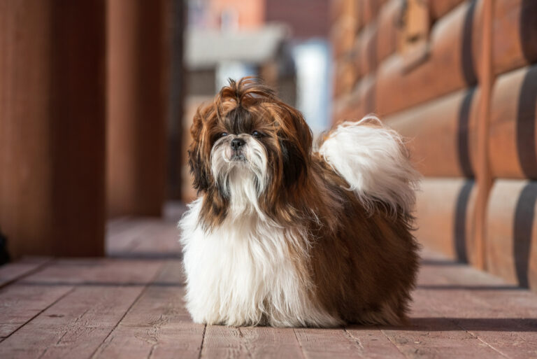long-haired shih tzu standing