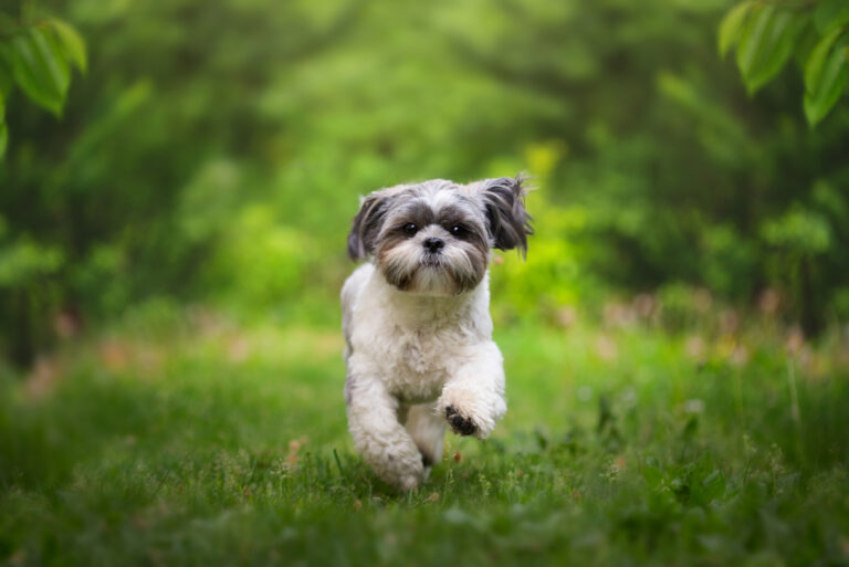 shih tzu running in the wood