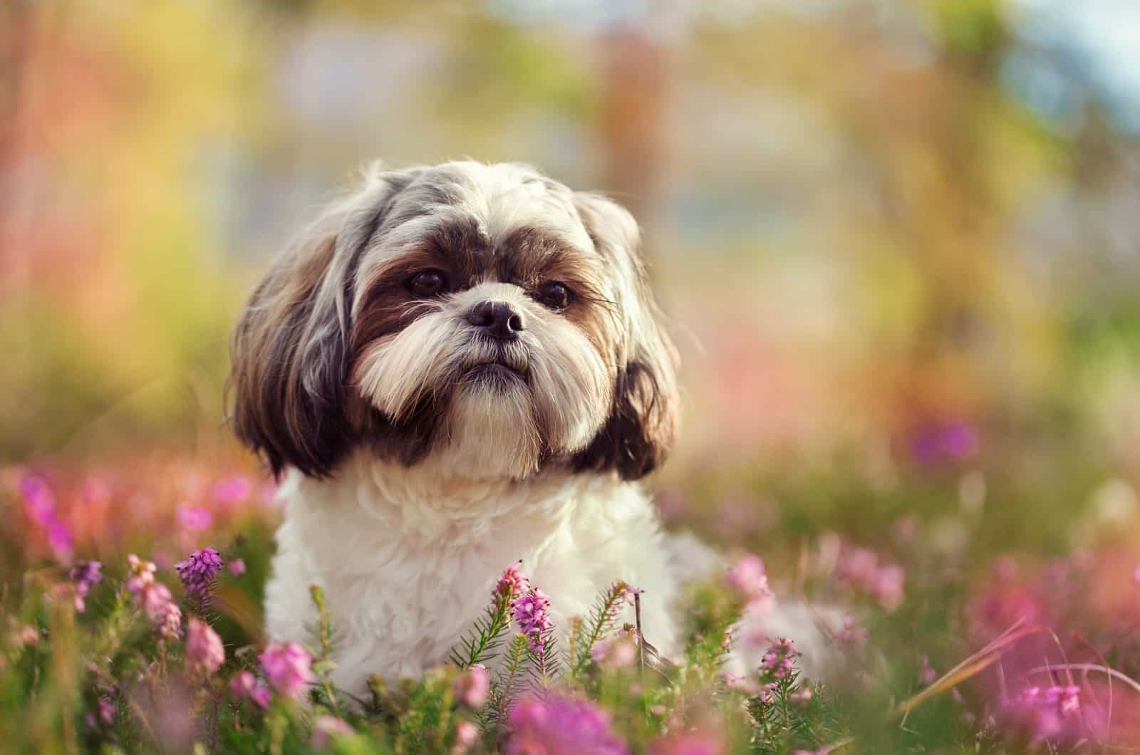 Shih Tzu is lying in the grass