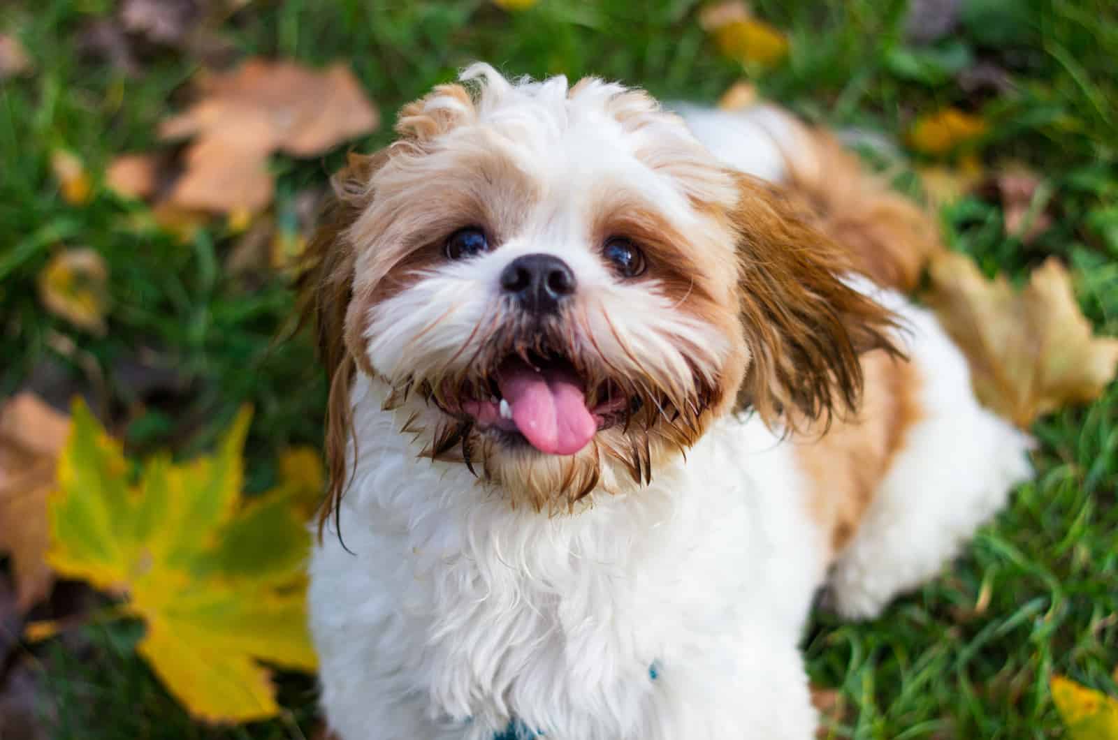 Shih Tzu sits and laughs as he looks at the camera