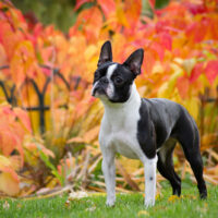 The Boston Terrier stands on green grass