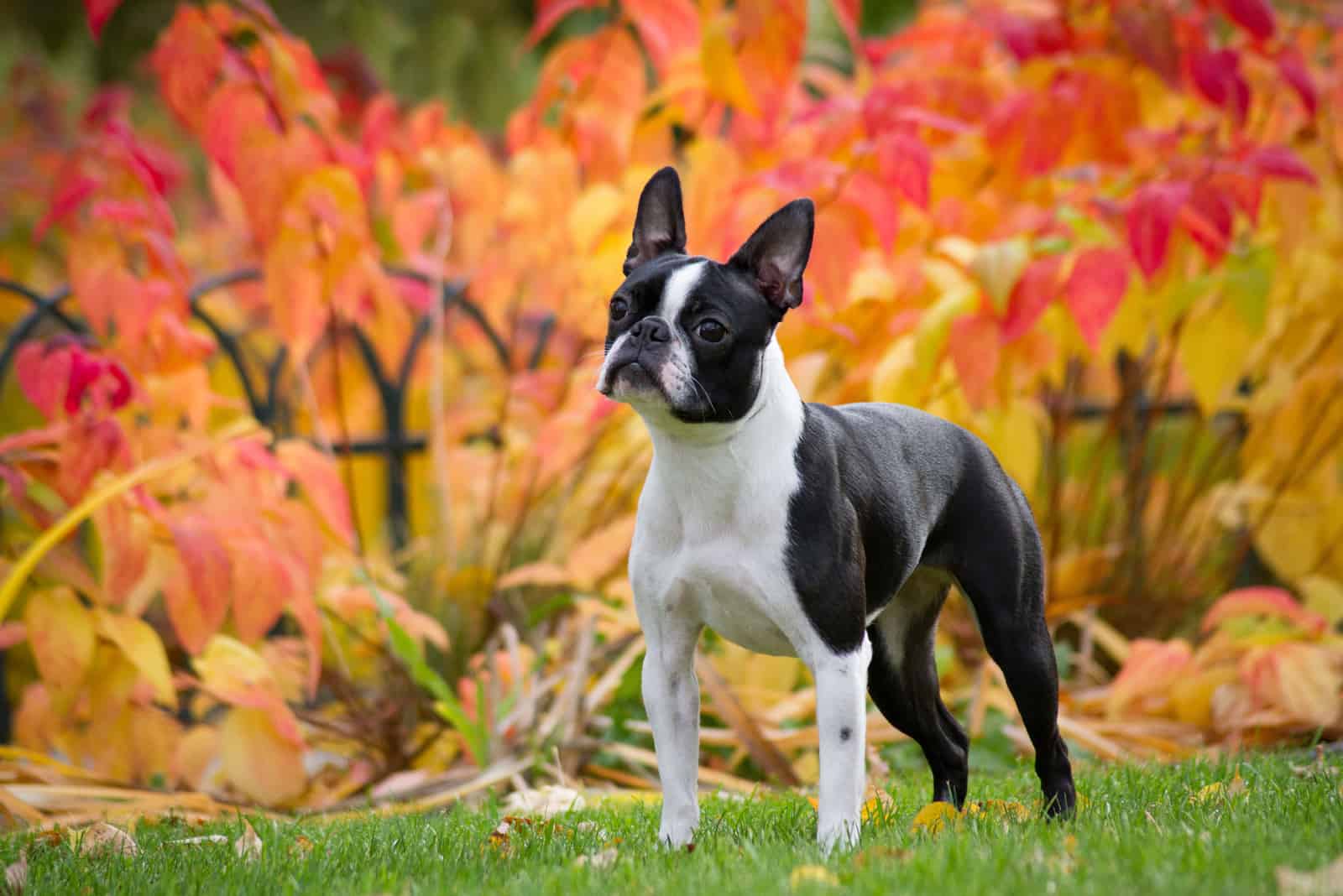 The Boston Terrier stands on green grass