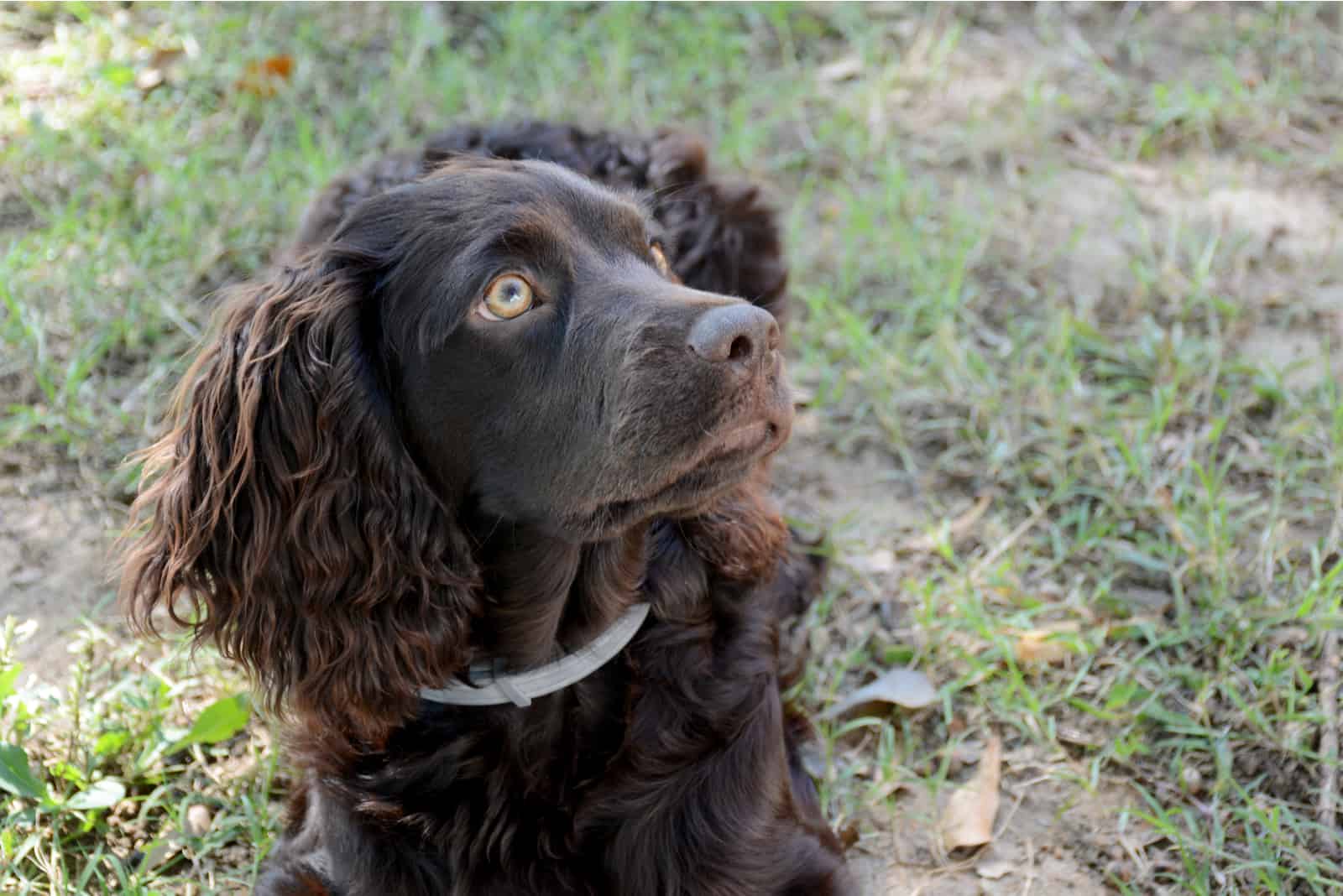 Spaniel puppy lying in the grass