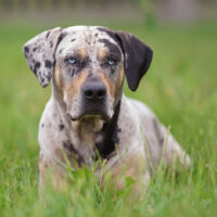 Catahoula Leopard dog posing outdoors