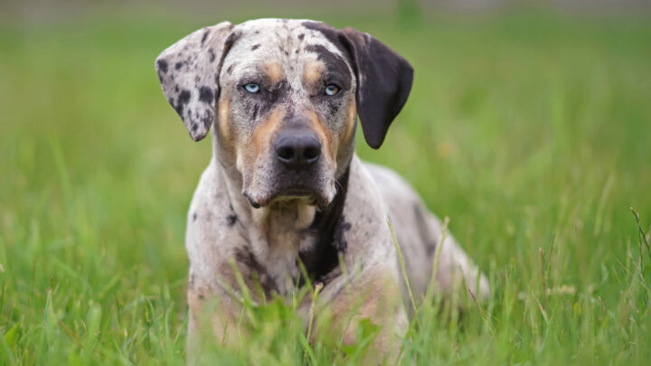 Spotted Dog Breeds: 30 Dogs With Remarkable Spots