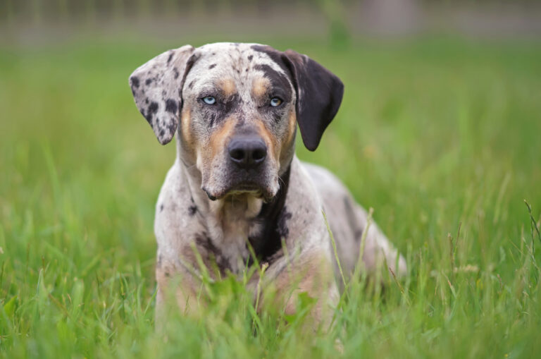 Catahoula Leopard dog posing outdoors