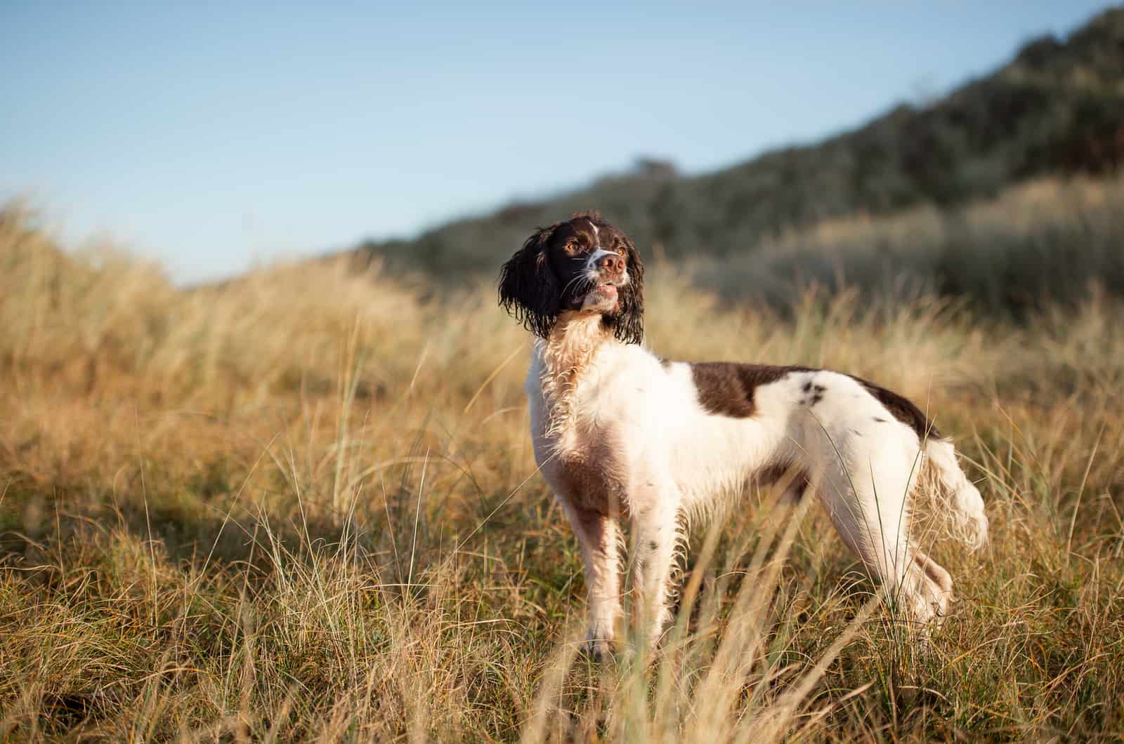 Springer Spaniel Dog at the park