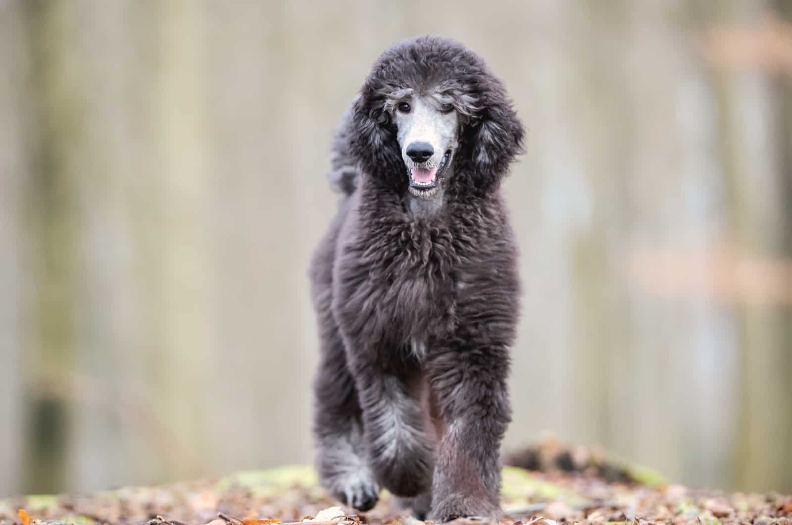 Standard Poodle sets in the woods