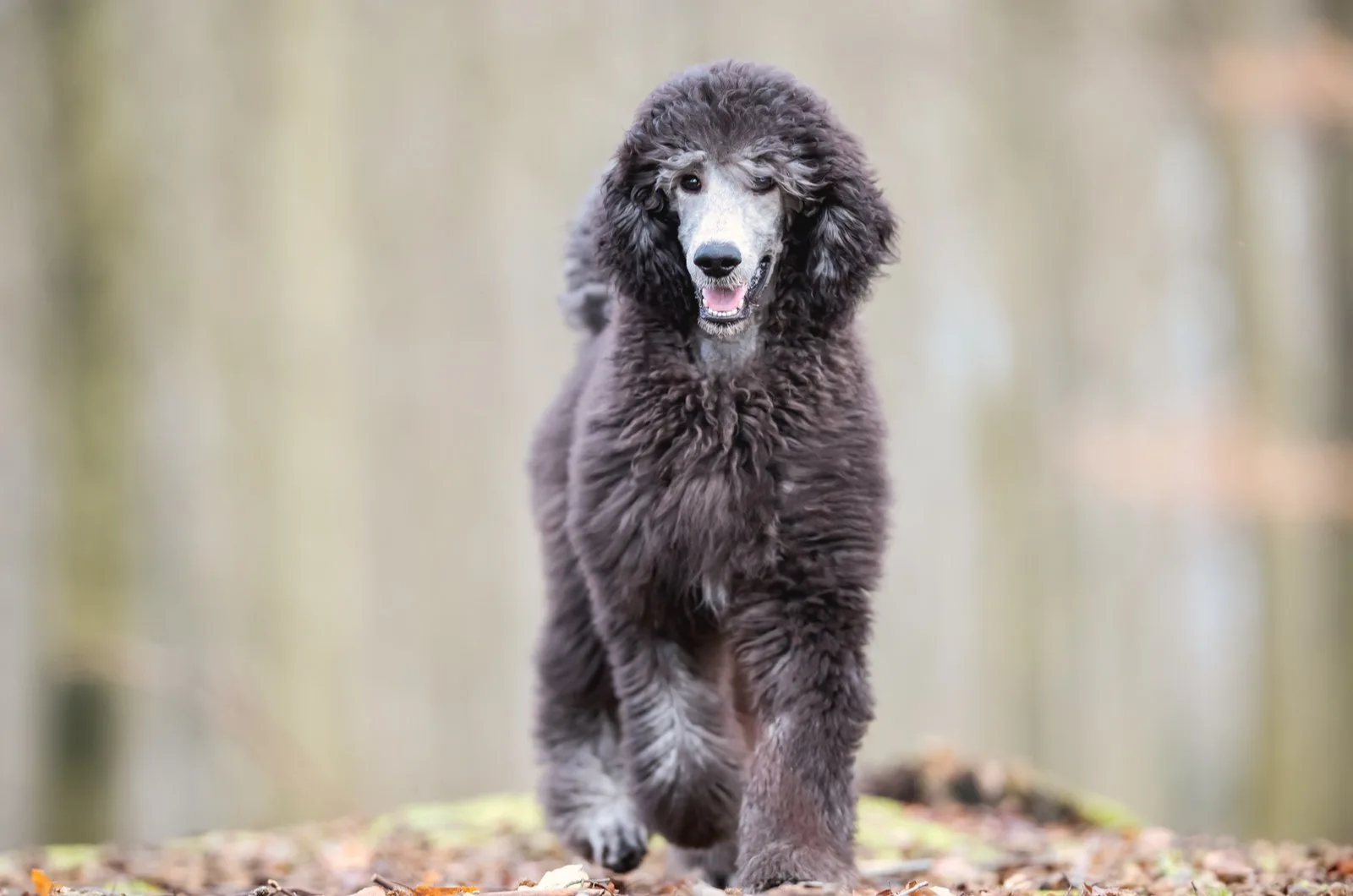 Standard Poodle sets in the woods