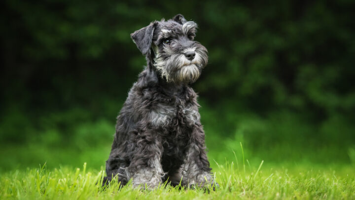 Standard Schnauzer Breeders: Top 5 Options