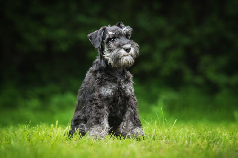 schnauzer puppy sitting outdoor on the grass