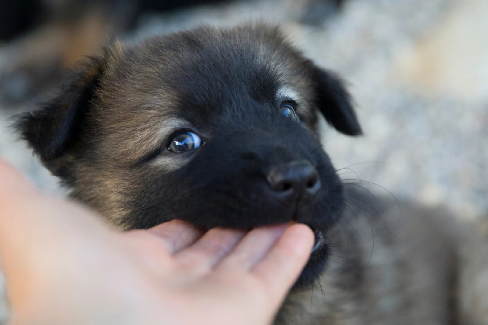 Sweet dog puppy nibble human hand