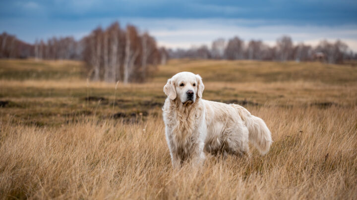 The 10 Best Dog Breeders In Arizona
