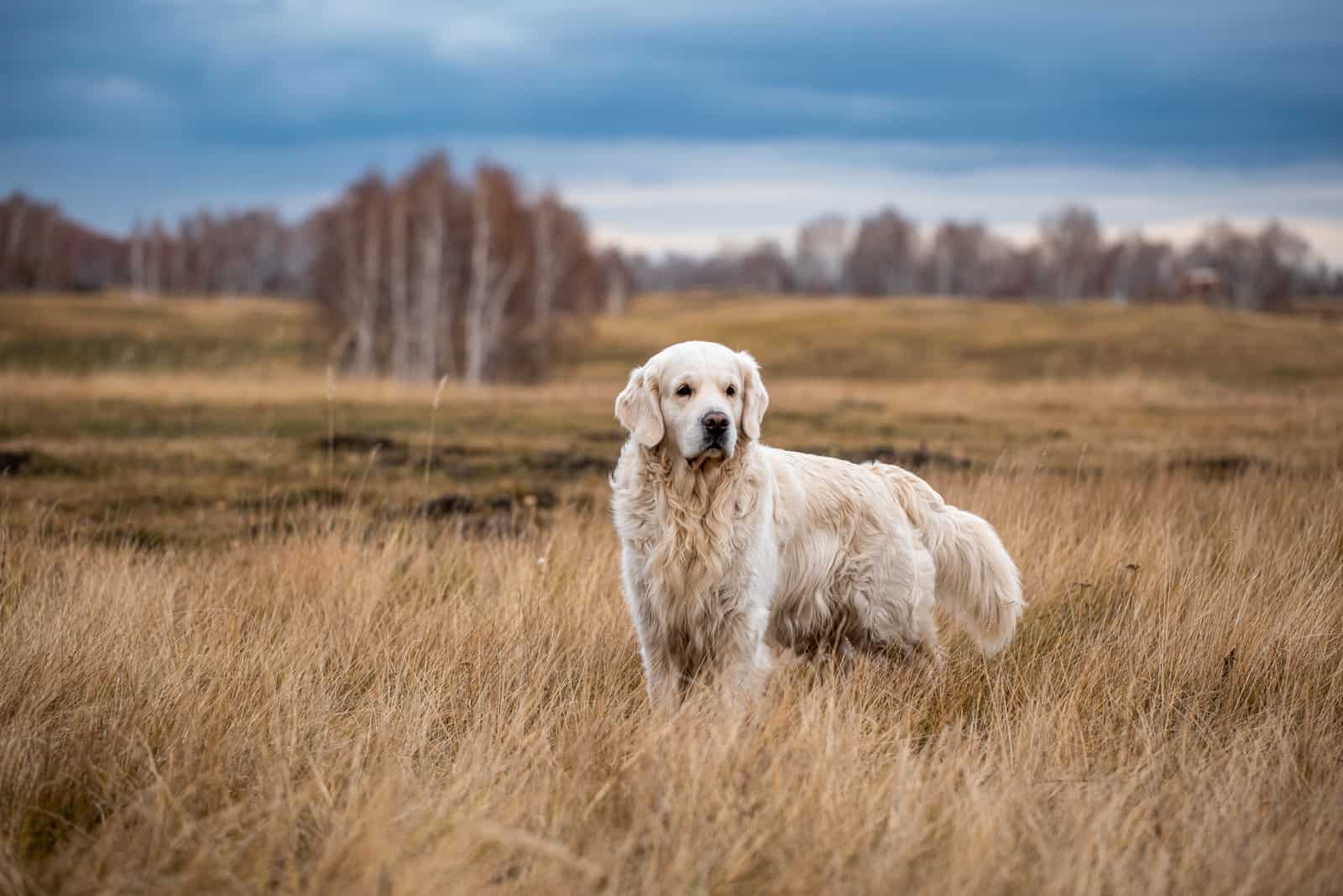 labrador retriever standing in field