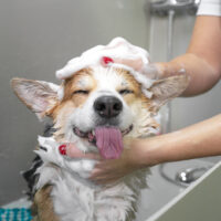 owner washing happy corgi