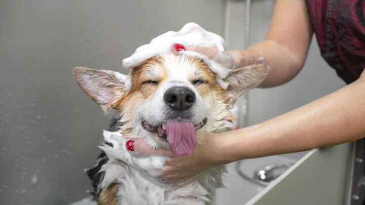 The 10 Safest And Best Shampoos For Corgi Dogs